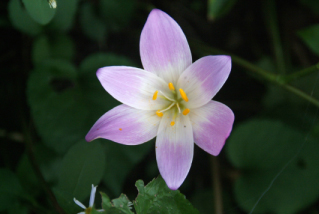 Colchicum autumnaleHerfsttijloos (heemplant) bestellen